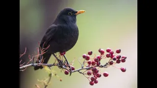 افضل صوت لجلب الشحرور  افضل صوت لجلب الشحرور