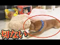 Download Lagu 誰からも相手にされず、今にも泣きそうな末っ子柴犬を助けてあげたい・・・