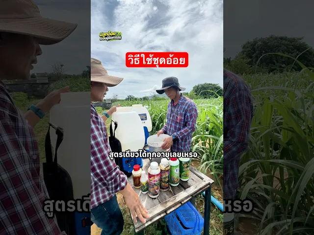 ชุดอ้อยเพิ่มภูมิ ระบบผู้จัดการมัน