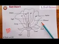 How to draw longitudinal section of flower step by step How to draw parts of flower