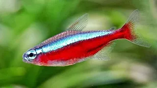 how to properly care for neon tetra fish so they grow quickly