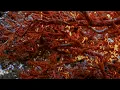 Aphex Twin - Lichen - 800% slower - 17 min edit