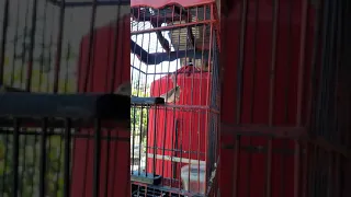 masteran ciwah full bren joss 9 menit mantap