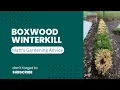 Boxwood Winter Kill Issues