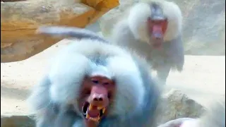 Pavian Kampf Baboon Fight Territorial