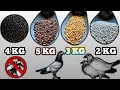 Pigeon FOOD ratio Breeding Progress in HOT Weather