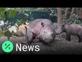 Download Lagu The Last Sumatran Rhinoceros in Malaysia has Died