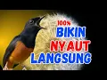 Lagu 100%Pancingan DAHSYAT Murai Batu GACOR AMPUUH menjadikan murai batu cepat gacor NYAUT bunyi