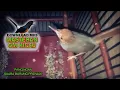 Download Lagu {Masteran OmKicau} Pancingan Suara Burung PRENJAK Jantan Gacor Memanggil Betina