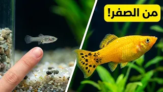 لن تصدق كيف تغير شكلها بعد 115 يوم (من فرخ صغير إلى سمكة كبيرة)