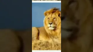 تفسير رؤية الأسد في المنام لابن سيرين ومعرفة خيرها وشرها للانسة والاعزب والمتزوجة والرجل 