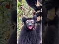 Download Lagu Madagascar .The Indri (also known as the Babakoto) is the biggest living lemur .