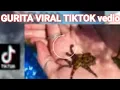 Download Lagu GURITA VIRAL TIKTOK? GURITA MASUK VIRAL DI TIKTOK FULL VIDEO