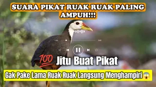 Download Suara Pikat Ruak Ruak Paling Ampuh || Mp3 Ruak Ruak‼️#mp3ruakruak MP3