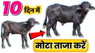 👉🐃दुबले-पतले कटड़े को हट्टा-कट्टा बनाने का तरीका✌️Calf kaise taiyar karen💪पशु का वज़न कैसे बढ़ाएं💸🥛