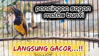 pancingan sogon malas bunyi sebentar langsung respon dengar suara sogon ini pancingansogon sogon