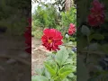 Download Lagu pokok bunga dahlia merah jenis tinggi di kebun ku di Puchong Selangor Malaysia