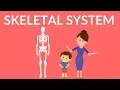 Skeletal System Human Skeleton