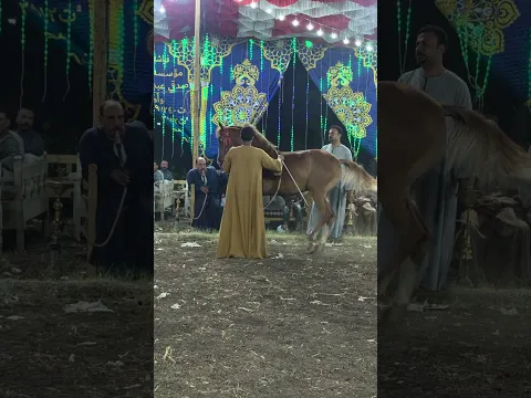 #خيل #اكسبلور #horse #التغطيه #خيل_وخياله #خيل_عربيه_اصيله #خيل #حصان