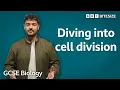 GCSE Biology Diving into cell division