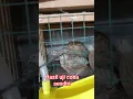 Download Lagu hasil uji coba sendiri