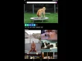 Cute puppy GIFs