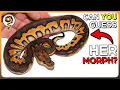 Let s Learn how to Identify Ball Python Genetics - July Edition