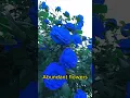 Download Lagu Beautiful and Unique Blue Enchantress Seeds #garden #flowergardening #garden #plants #flowers #rose