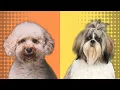 Caniche Poodle vs Shih Tzu - Quien Gana
