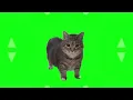 OIIA OIIA (Spinning Cat) - ARJAMO REMIX