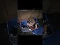 Download Lagu DOGS ☠️ #dog #tiktok #memes #phonk #edit #capcut #music #dj #viral #fyp #foryou #xd #edits
