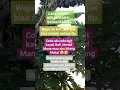 Download Lagu Seandainya aku jadi Nagita Slavina takkan ku bilang mahal #Fyp #viral #raffiahmad #nagitaslavina1717