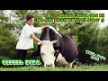 Download Lagu NOU 2022  🐄 MUUU, MUU, MU, MI-AM LUAT SI VACI AMU' ⭕ ETNO Style by COSTEL POPA (Official Video 4K)
