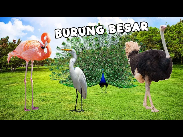 Download MP3 Mencari dan menemukan burung unta, burung bangau, burung merak dan burung flamingo !!