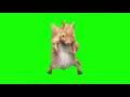 Green Screen Dancing Squirrel effects