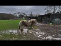 Felix Brandi Bella with Winnie Banana doing the commentary