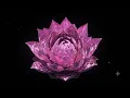 8 Hours Deep Sleep Music | Relaxation & Meditation with Slow Motion Lotus Visuals