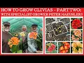 Lagu How to grow Clivias - Part two: with specialist grower Peter Haeusler!!