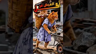 القط مياو طرد مراته ولكنها فجأته باللي هتعمله Catvideos Funnycatvideos Cats Aicats 