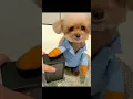 Download Lagu Hey Madam Here's your package |cute dog 💕 | Cute Moments | Short Video