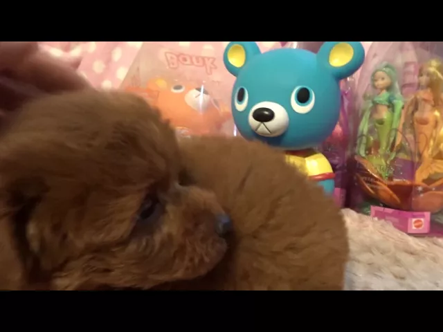 動画