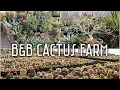 B B Cactus Farm Epic 1 000 subscriber celebratory shopping trip ft rare plants Tucson AZ