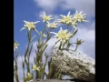 Download Lagu Edelweiss (german/english) with lyric