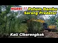 Download Lagu NGERI ‼️ Pohon Bambu Sarang Predator Kali Cibarengkok Di Bongkar