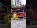 Download Lagu Reuzenpanda maakt salto's tijdens het prachtige kersenbloesemseizoen van Manhua Manor Chengdu