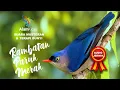 Download Lagu SUARA MASTERAN RAMBATAN PARUH MERAH GACOR SUPER TAJAM DAN RAPAT