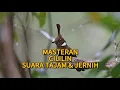 Download Lagu MASTERAN BURUNG TERBAIK || CILILIN || SUARA TAJAM \u0026 JERNIH || #Hobikukicau #Subscribe