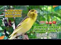 Download Lagu Pancingan Suara Kenari Gacor‼️ Ampuh untuk Masteran Kenari Muda dan Terapi Kenari Macet Bunyi 426