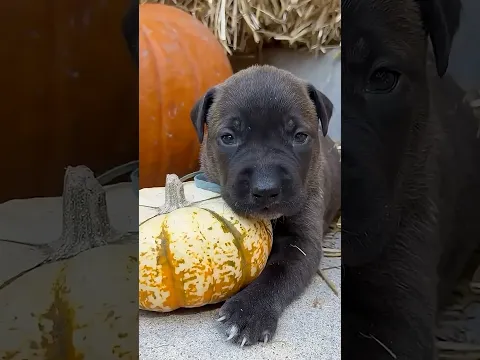 The little noises 🥹