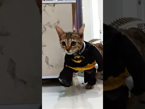 Mujaer cosplay batman
